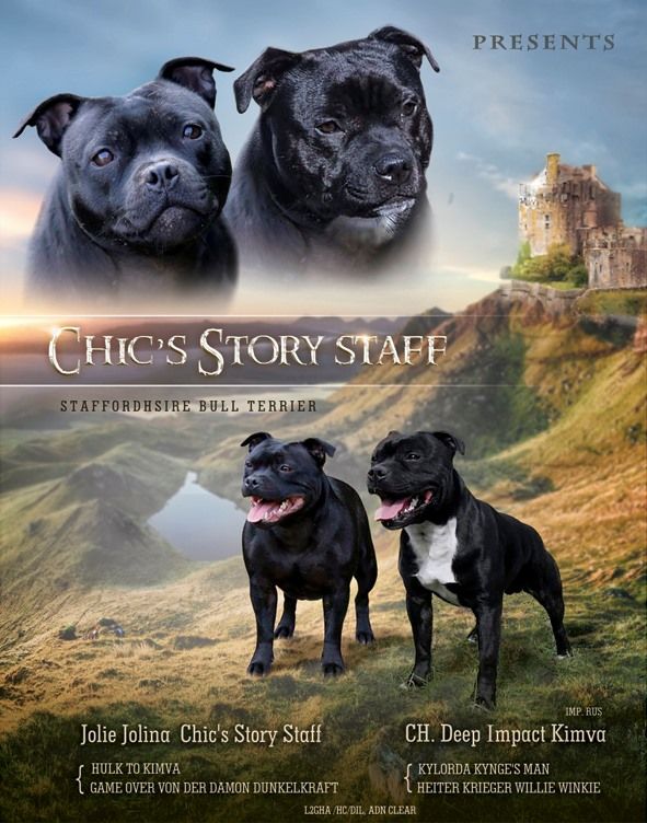 Chic's Story Staff - Staffordshire Bull Terrier - Portée née le 13/05/2019