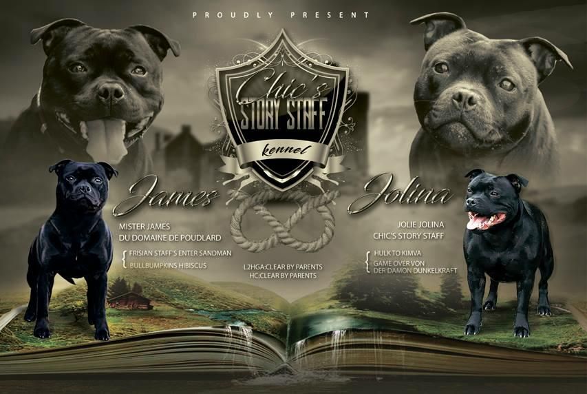Chic's Story Staff - Staffordshire Bull Terrier - Portée née le 09/06/2018
